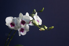 Dendrobium [compactum x Burana White]