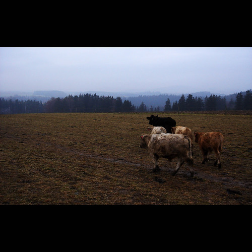 mist misty fog cow highlands cows czech foggy meadow czechrepublic moravia morava vysočina česko českárepublika vysocina vrchovina ceskomoravska czechmoravian českomoravskávrchovina ceskomoravskavrchovina czechmoravianhighlands