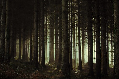 trees sunlight woodland walk rhs rosemoor