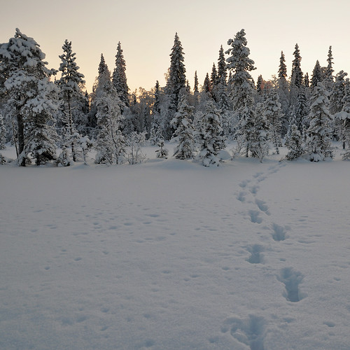 trees winter sunset snow cold kyla vinter sweden snö träd solnedgång norrbotten nikond90 junosuando nikkorafsdx18105mmf3556gedvr älgspår kurkkiovägen moosetraces