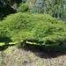 Acer Palmatum Dissectum 'Viridis'