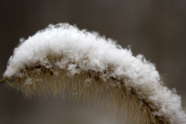winter grass caterpillar