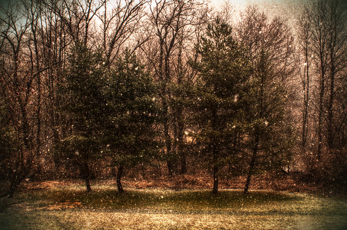 trees winter snow pines