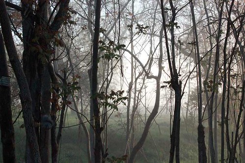 morning fog woods squirrels