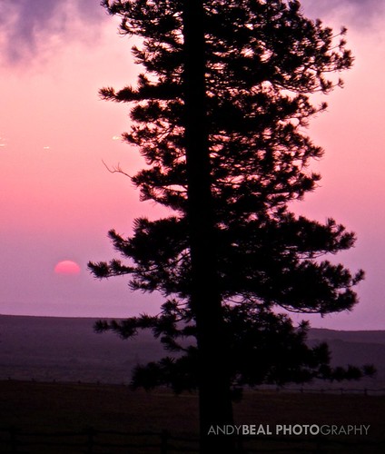 travel sunset vacation sun tree pine lumix hawaii dusk cook lodge panasonic hawaiian lanai koele lx5