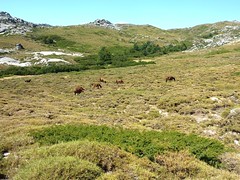 Arrivée au ruisseau de Vinajolo avec le troupeau de chevaux et vaches
