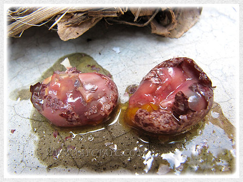 Abandoned eggs of Pycnonotus goiavier (Yellow-vented Bulbul) that were cut open on April 8 2014