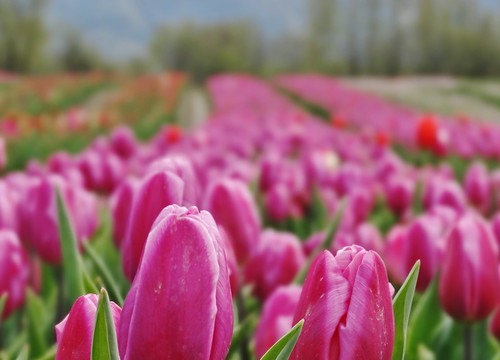 agassiz bc canada tulipe rose pink bokeh couleur signification meaning champs fields cmwdpink cmwd pnw tulip flower landscape plant nature field dof spring printemps