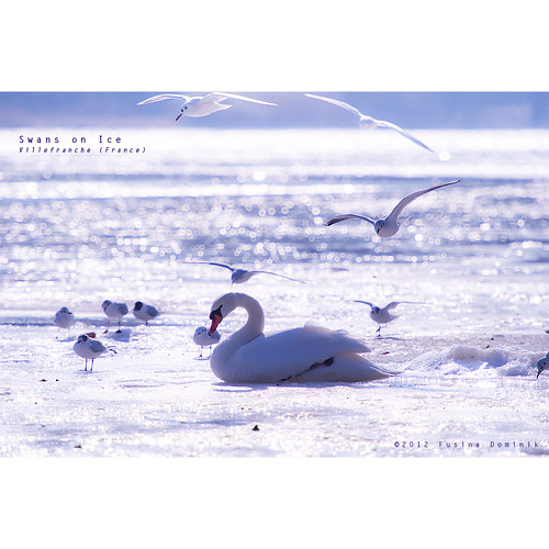 winter white ice birds frozen swan nikon bokeh beaujolais villefranche cygne oiseaux 400mm saone fusina d3s fusinadominik tc20eiii