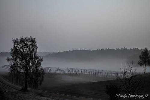 morning mist fog germany landscape bayern deutschland bavaria nebel landschaft morgen hopfen hops hallertau hopfengarten elsendorf ratzenhofen