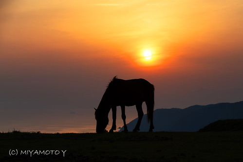 sunset wild horse japan 宮崎県 都井岬 野生馬 miyazakipref 御崎馬 串間市 岬馬 kushimacity toicape misakiuma