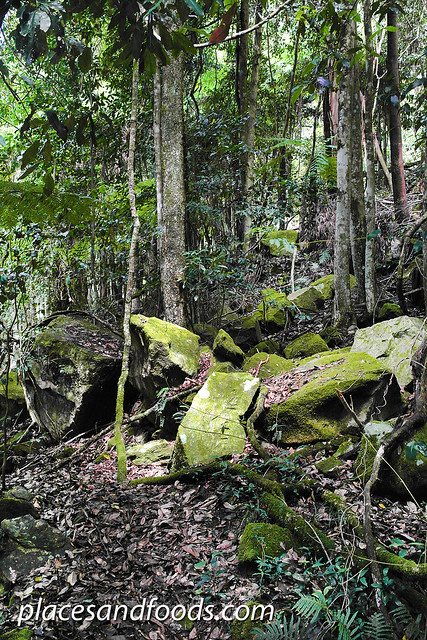 scenic world rainforest