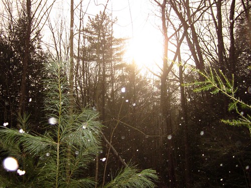 trees winter light sun snow pine