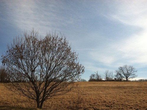trees winter sky field hiking pennsylvania memoriallakestatepark