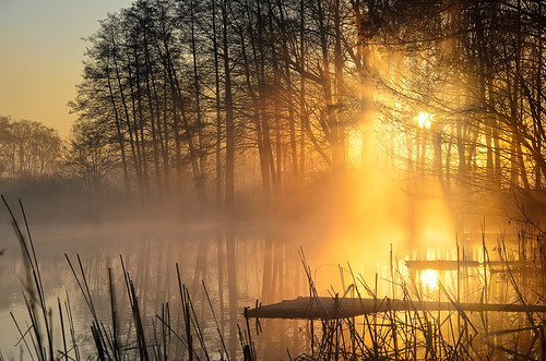 morning light sea mist nature germany landscape deutschland golden spring europe mood brandenburg dietrichbojko schmalersee