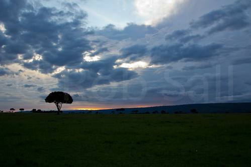 africa trees sunset tree nature landscape kenya bigsky masaimara riftvalley eastafrica wildlifephotography africanlandscape robsall