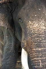 Pinnawela Elephant orphanage / sanctuary Sri Lanka