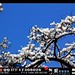 Beijing snow in March
