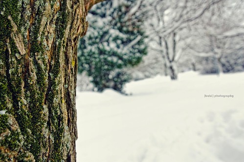 park winter snow cold tree ice nature moss dof bokeh neve albero tronco inverno muschio freddo cortex corteccia