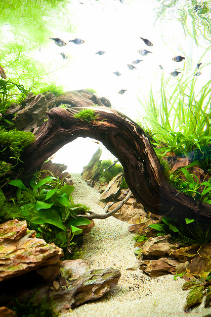 90x45x45cm planted dragon stone aquascape  Flickr  Photo Sharing!
