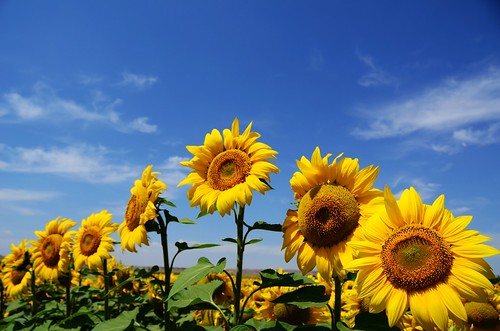 china blue plant flower sunshine yellow shine mel sunflowers melinda gansu 向日葵 甘肅 chanmelmel melindachan