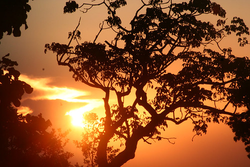 sunset sun sol tramonto mg pôrdosol bom sole árvore despacho entardecer pôr bomdespacho