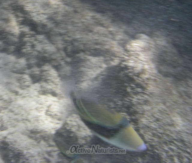 reef triggerfish humuhumunukunukuāpuaʻa 0001 beach 67, Hawaii, USA