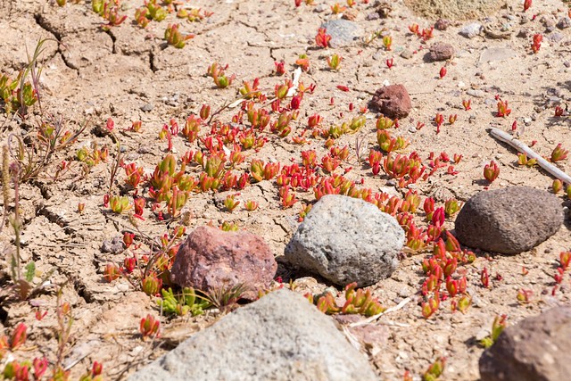Red succulents on dry, cracked earth