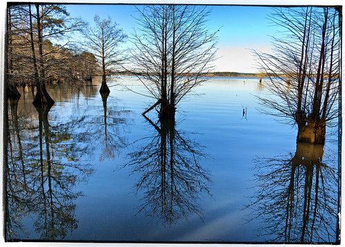lake reflection tree water la louisiana cypress leesville 18mm200mm anacocolake
