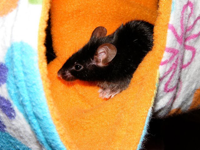 Molly in her mouse sized Cozy Cavern
