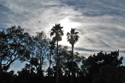 sunset sky sun gulfofmexico nature water clouds landscape florida palmtrees fl fishingpier waterfrontpark portrichey pascocounty