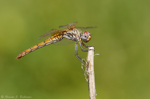 insectos macro dragonflies insects libélulas trithemis odonatos