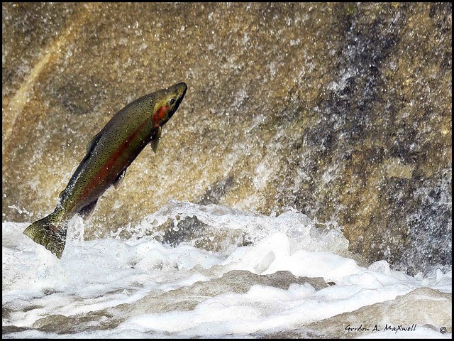 Spawning Rainbow Trout 3 | Flickr - Photo Sharing!