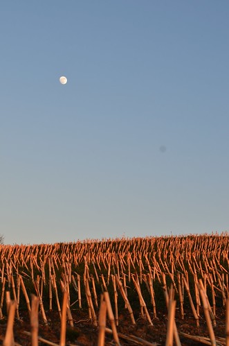 sunset moon corn