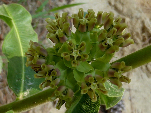 asclepiasobovata milkweedpineland