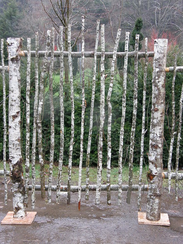 natural birch picket fence