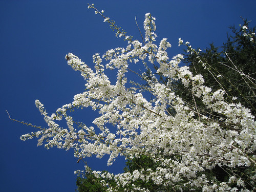 Plum Blossoms against a blue sky