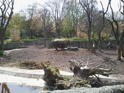 Rhino, Basel Zoo
