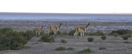 2004 animals bolivia desert flickr gpsapproximate landscapes latinamerica mammals vicuñas potosi bol