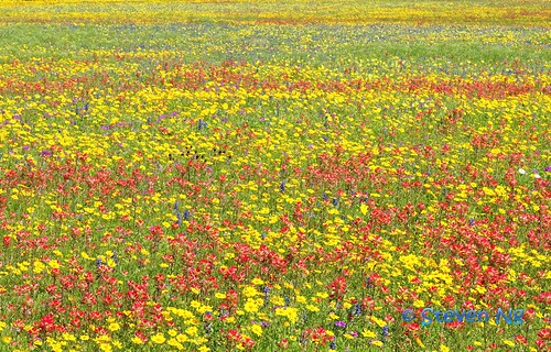 red yellow texaswildflowers basketflower guadalupecounty phloxflowers bluebonnetflower crowntickseed coreopsisnuecensis nikond300s indianpainbrushflower groundselflowers spritofaggieland