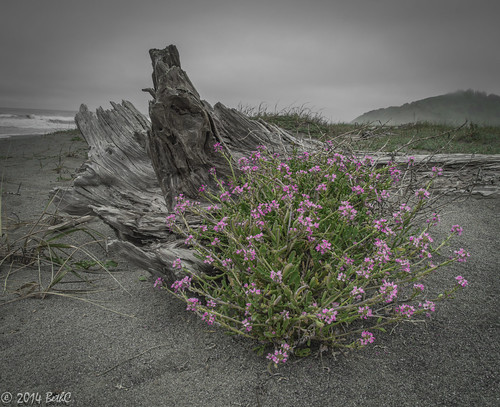 99-365 Driftwood in Bloom