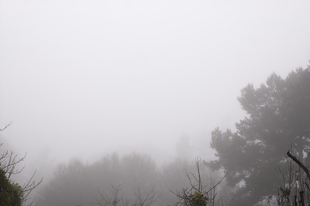 Foggy Sky and Trees blog