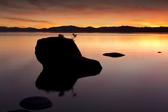 Sihlouette of a Bonsai, Lake Tahoe Nevada