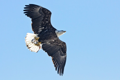 wild brown white nature water canon amazing fishing eagle outdoor hunting baldeagle diving iowa mature talon 7d mississippiriver adolescent powerful 2012 intensity quadcities swooping 100400 leclaire eaglefestival eaglewatching lockanddam14