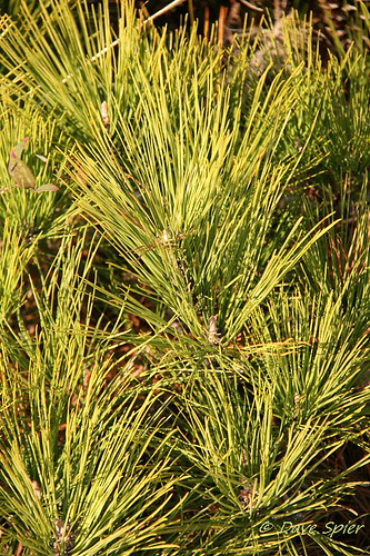 autumn plants green nature pine island md flora maryland evergreen coastal needles botany assateague conifer nationalseashore inaturalist worcestercountymd taxonomy:binomial=pinustaeda lifeofthedunestrail marylandbiodiversityproject