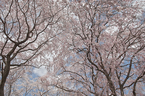 【写真】2014 桜 : 山越周辺/2021-03-24/IMGP5623
