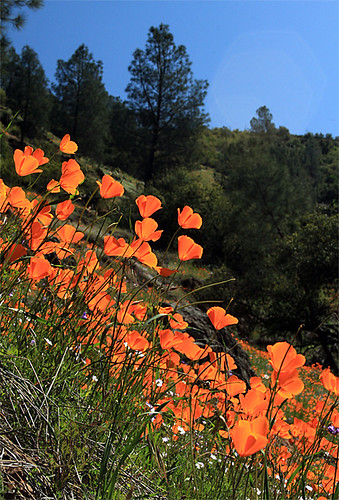california flowers easter spring yosemite poppy wildflowers californiapoppies mercedrivercanyon