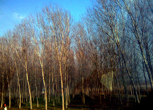 trees italy mobile italia roadtrip lombardia lombardy pegognaga