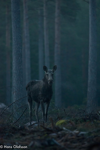 nature animal wildlife natur moose skog elk djur vilt älg däggdjur