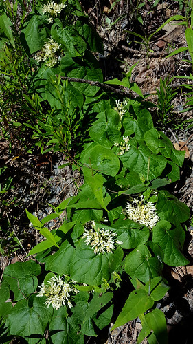 white flower vine apocynaceae matelea milkvine mateleabaldwyniana